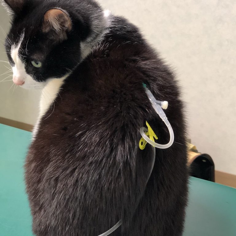 点滴をする猫達2 Something