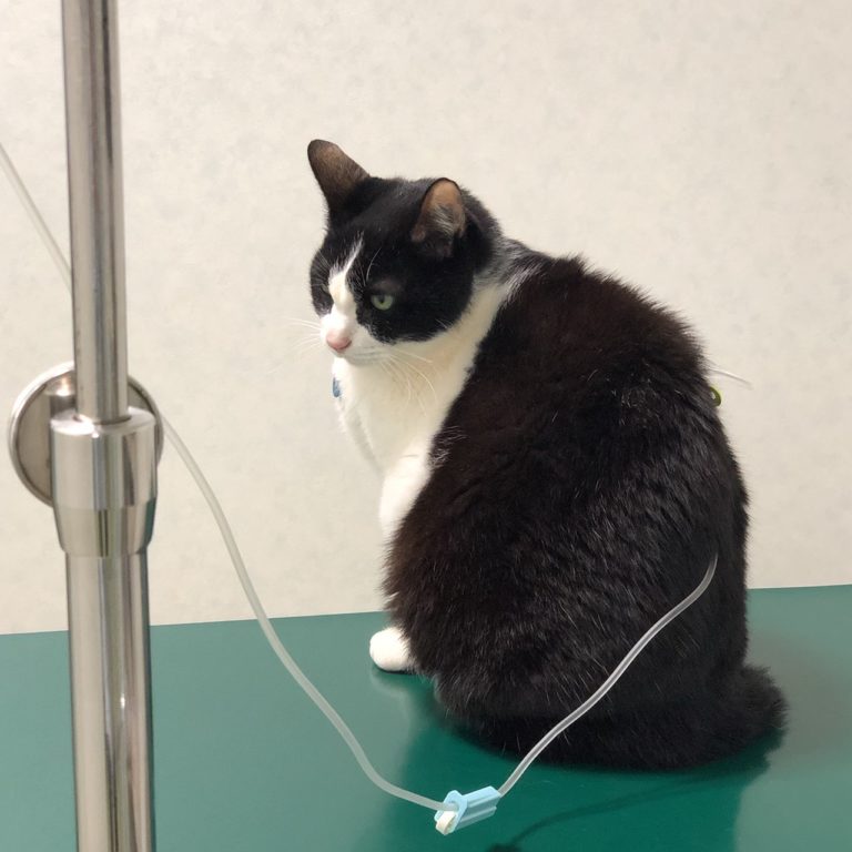点滴をする猫達2 Something