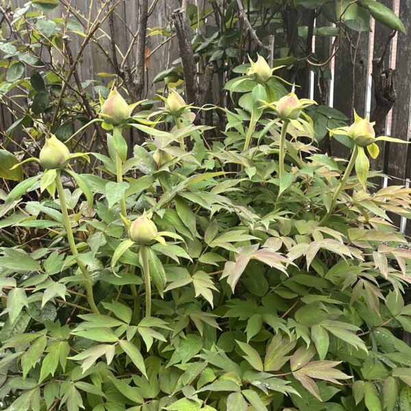 牡丹の花（peony flower)