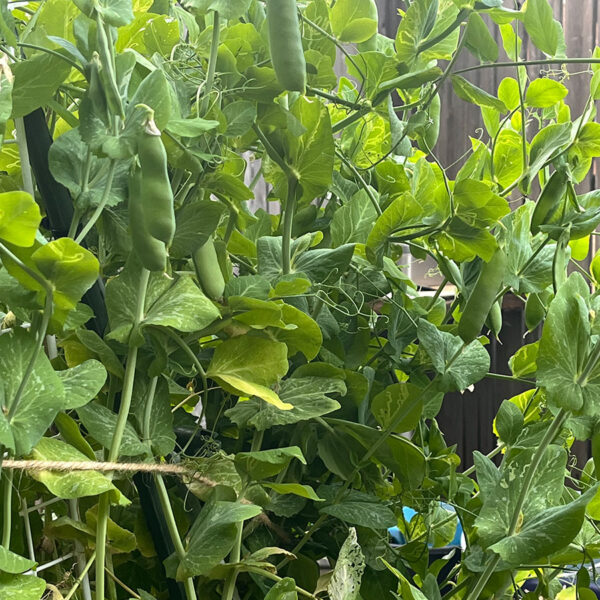 グリーンピース、スナップ、そして