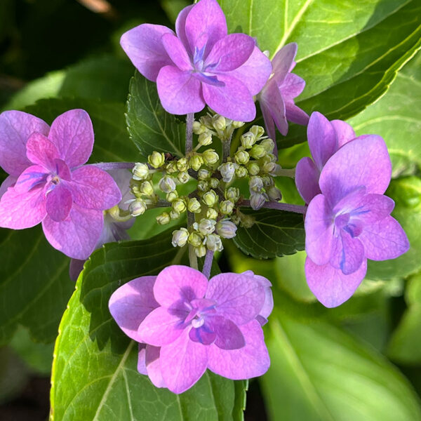 庭のがく紫陽花