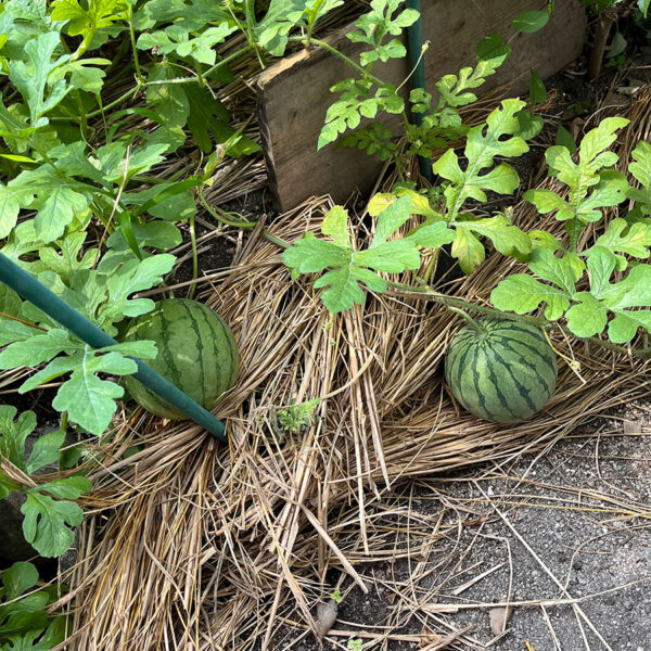 小玉スイカの収穫