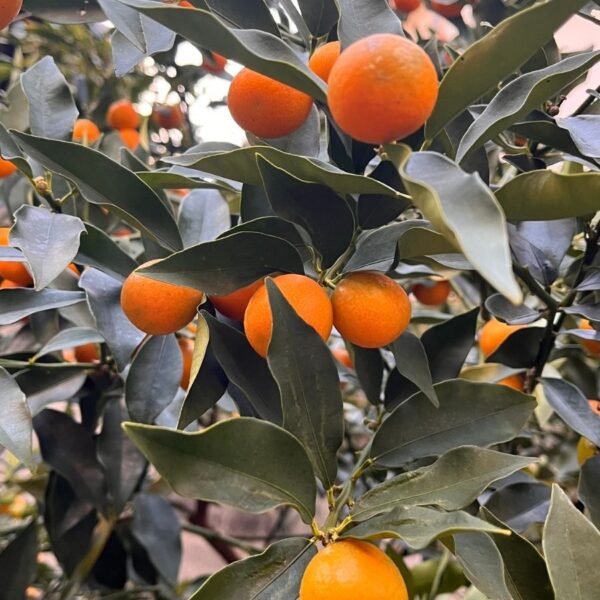 庭の一コマ　金柑キンカン( Citrus japonica）
