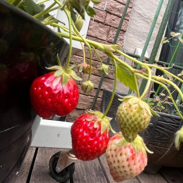 苺🍓 strawberry