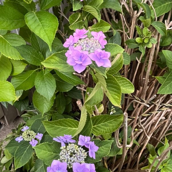 紫陽花(hydrangea)からはじまる梅雨の一コマ