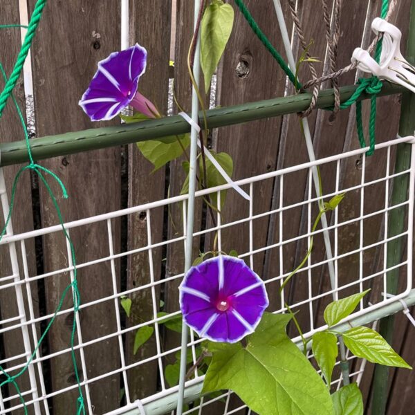 朝顔(morning glory)